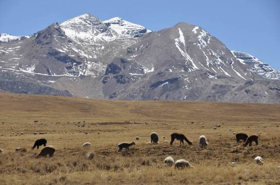 Lhamas pastoreiam na região do Chacaltaya, na Bolívia